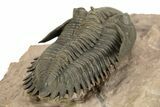 Impressive Metacanthina Trilobite - Lghaft, Morocco #244252-3